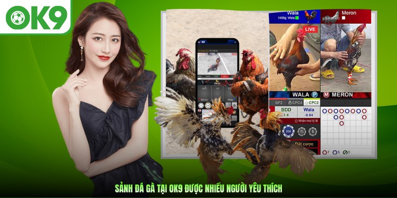 Sảnh Đá Gà tại OK9 được nhiều người yêu thích